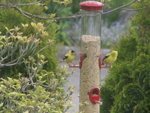 Goldfinch is the state bird of Washington