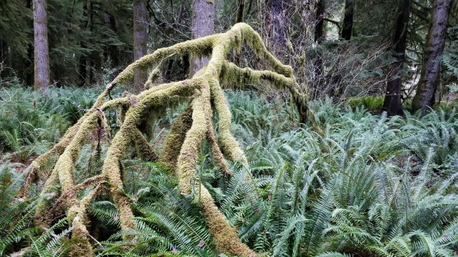 Clallam moss and ferns