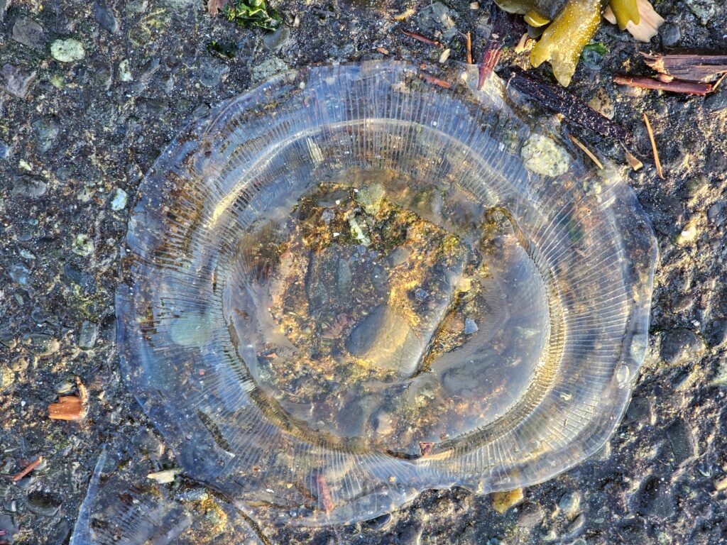 Crystal jelly washed ashore on Ediz Hook, Port Angeles