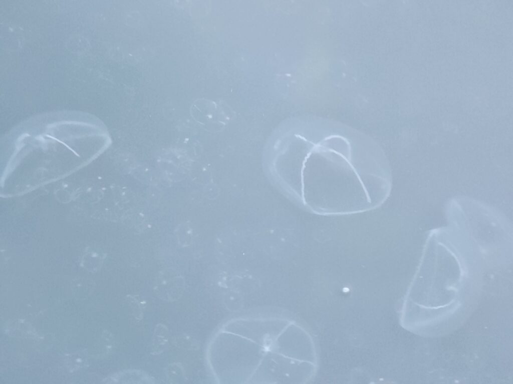 Adult and juvenile cross jellyfish in Port Angeles Harbor November 15, 2024