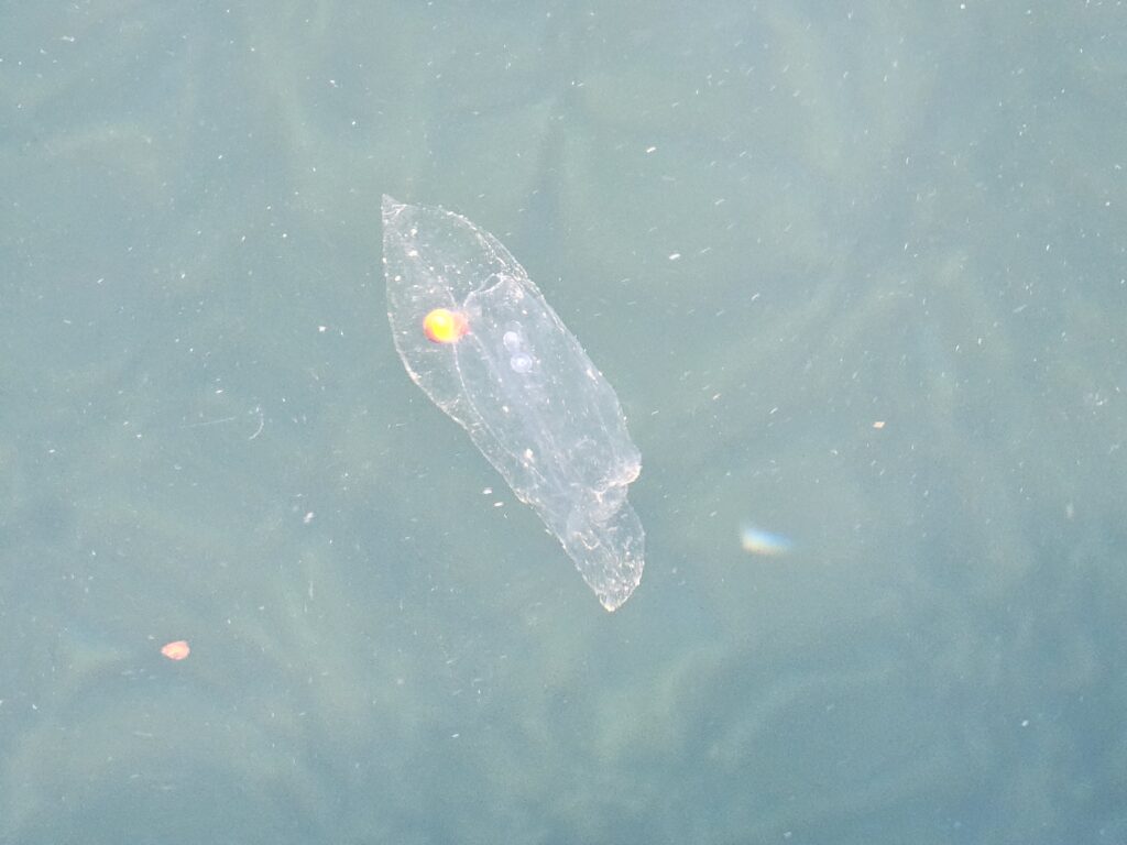 This is a salp, not a jellyfish. It shares the characteristic of a clear body, but is barrel shaped and has a dorsal nerve chord so it is related to vertebrates.