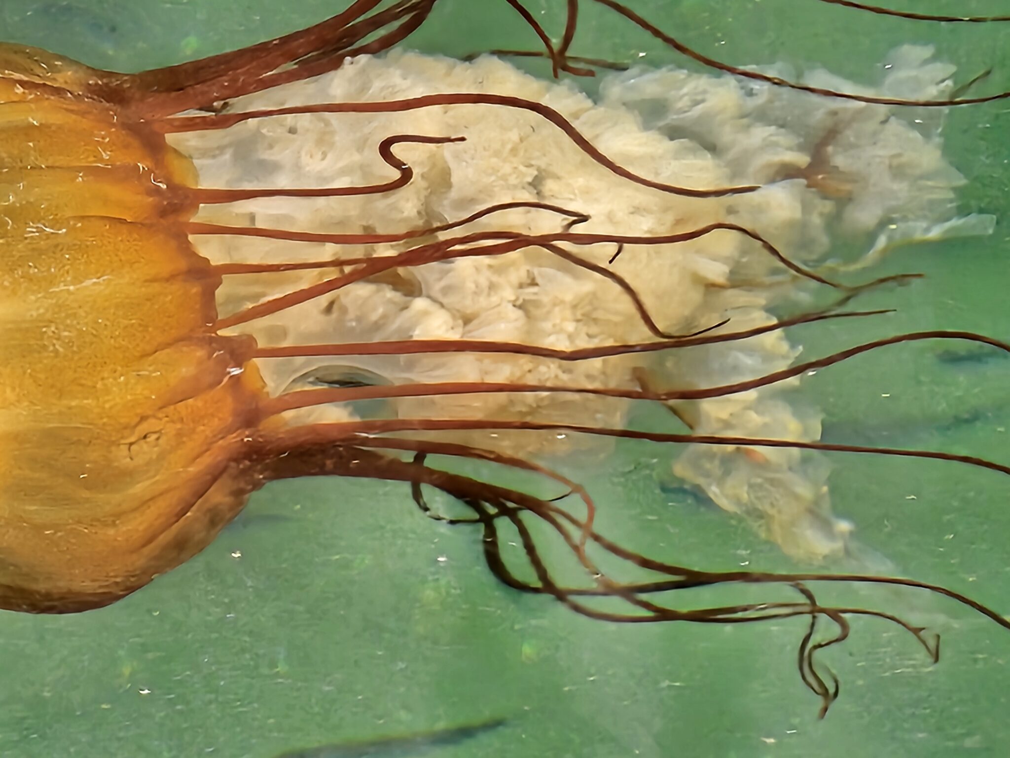 Jellyfish swarm in Port Angeles Harbor