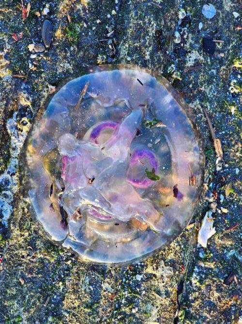 Moon jelly, dead on shore, with C-shaped purple sexual organs