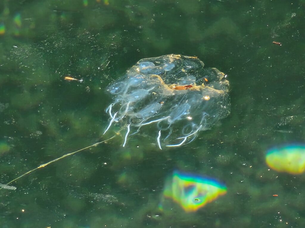 Unknown type of gelatinous sea creature, may be a colony of smaller critters