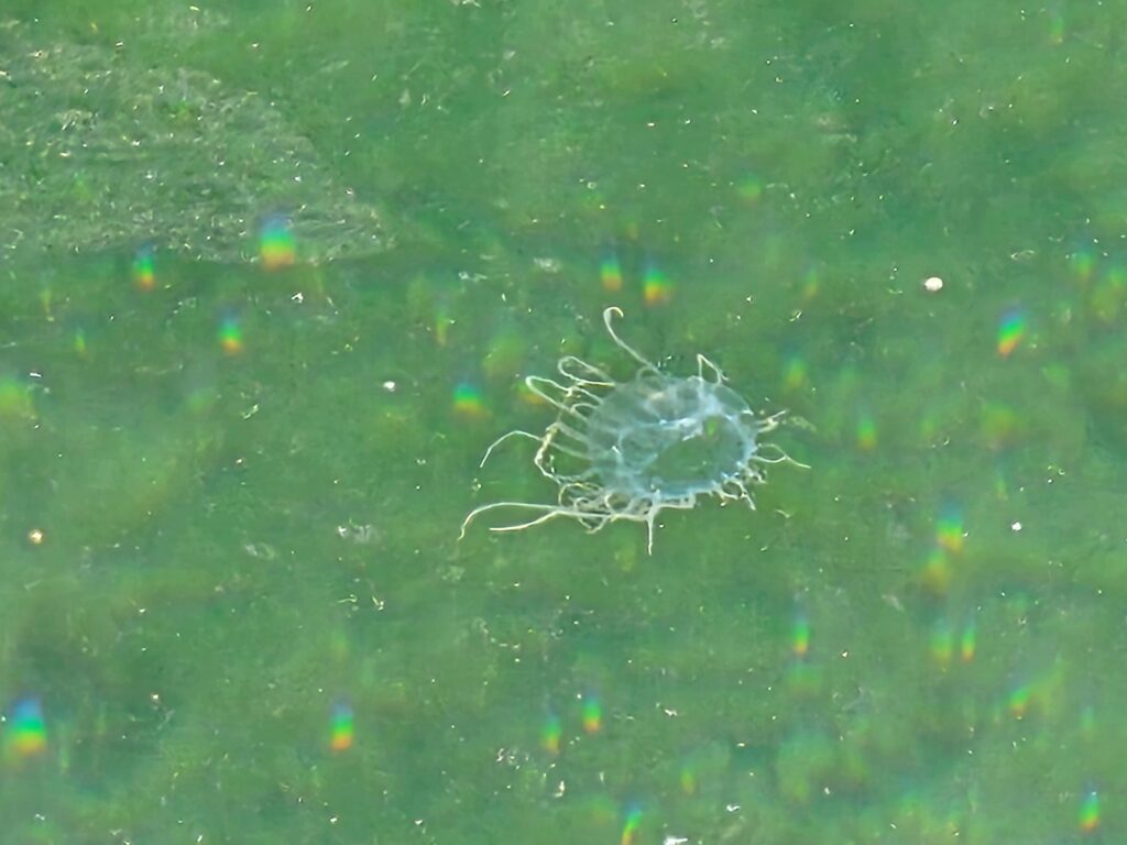 Unidentified jellyfish in Port Angeles marina