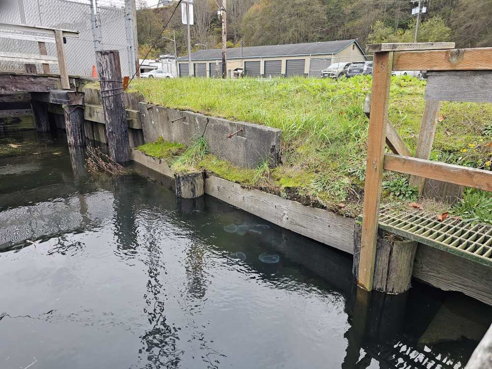 Crystal jellyfish in the Port Angeles Boat Haven congregated at the mouth of a freshwater outlet pipe