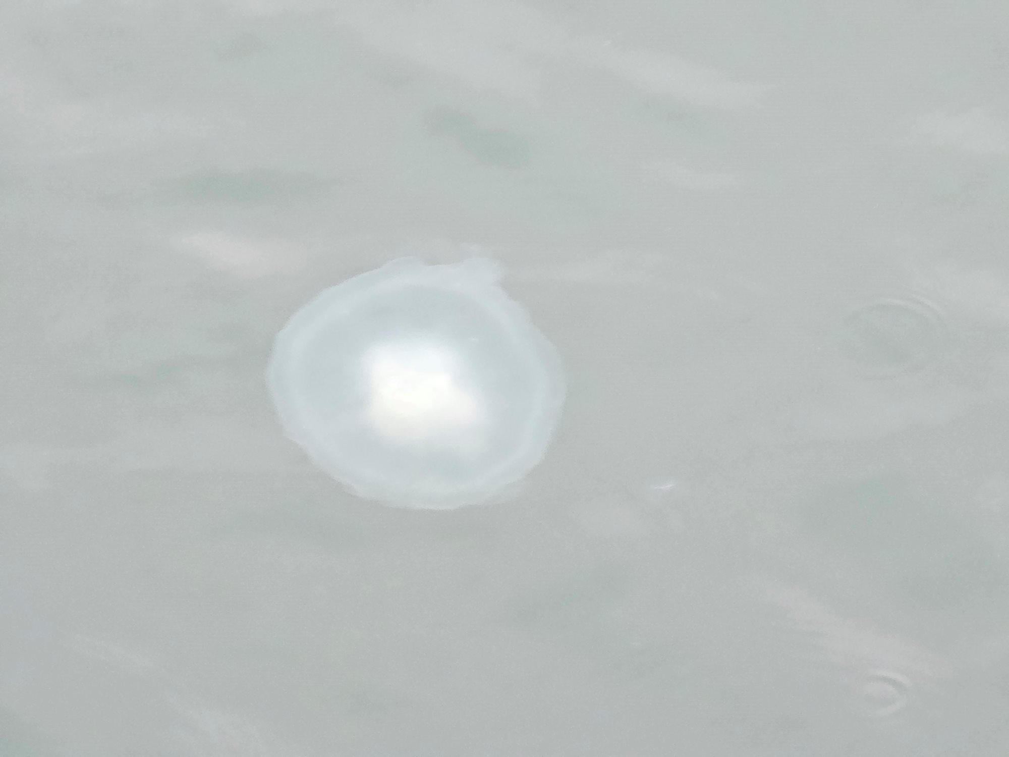 Moon jelly in Port Angeles Harbor during November 2024 swarm