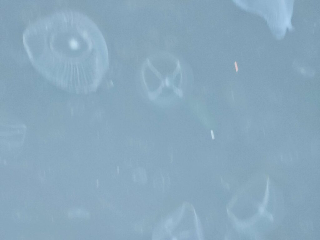 Water jelly and cross jellies both adult and juvenile