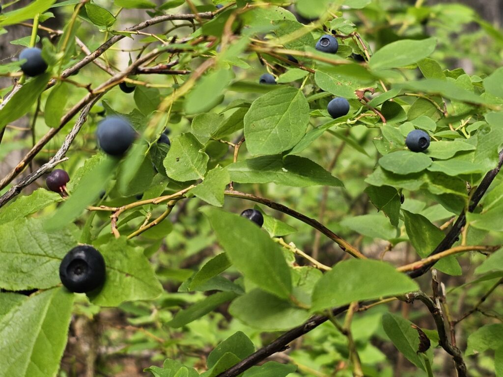 Two varieties of Olympic Mountain blueberries, intertwined in what appears to be one bush